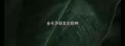 金毛牙龈发炎脸肿