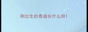 刚出生的泰迪长什么样
