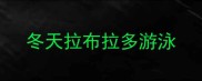 冬天拉布拉多游泳