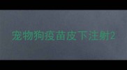 宠物狗疫苗皮下注射