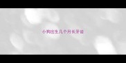 小狗出生几个月长牙齿
