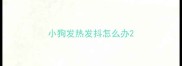 小狗发热发抖怎么办