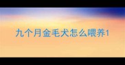 九个月金毛犬怎么喂养
