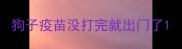 狗子疫苗没打完就出门了