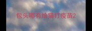 包头哪有给猫打疫苗