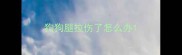 狗狗腿拉伤了怎么办