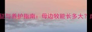 边境牧羊犬母犬体型特征与养护指南母边牧能长多大成年体重与成长规律全