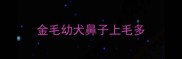 金毛幼犬鼻子上毛多