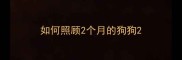如何照顾2个月的狗狗