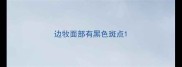 边牧面部有黑色斑点
