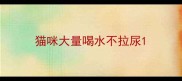 猫咪大量喝水不拉尿