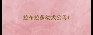 拉布拉多幼犬公母