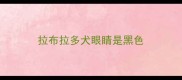 拉布拉多犬眼睛是黑色