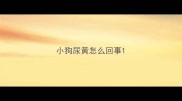 小狗尿黄怎么回事