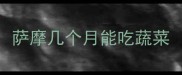 萨摩几个月能吃蔬菜