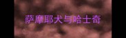 萨摩耶犬与哈士奇