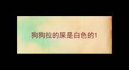 狗狗拉的屎是白色的