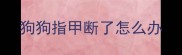 狗狗指甲断了怎么办