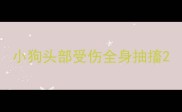小狗头部受伤全身抽搐