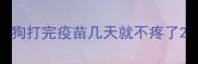 狗打完疫苗几天就不疼了