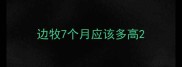 边牧7个月应该多高