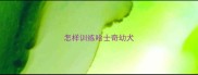 怎样训练哈士奇幼犬