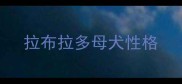 拉布拉多母犬性格