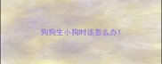狗狗生小狗时该怎么办