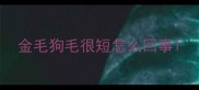 金毛狗毛很短怎么回事