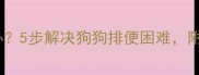 幼犬便秘怎么办5步解决狗狗排便困难附专业护理指南