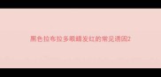 黑色拉布拉多眼睛发红的常见诱因