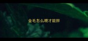 金毛怎么喂才能胖