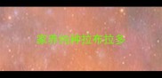 家养纯种拉布拉多