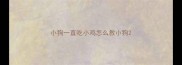 小狗一直吃小鸡怎么教小狗
