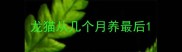 龙猫从几个月养最后