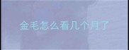 金毛怎么看几个月了