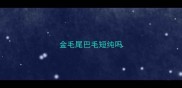 金毛尾巴毛短纯吗