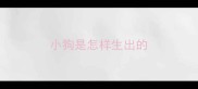 小狗是怎样生出的
