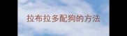 拉布拉多配狗的方法