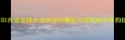 深圳养宠宠物犬选购深圳哪里买狗狗新手养狗指南