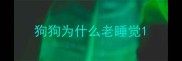 狗狗为什么老睡觉