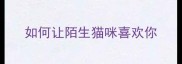 如何让陌生猫咪喜欢你