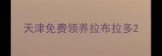 天津免费领养拉布拉多