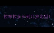 拉布拉多长到几岁定型