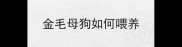 金毛母狗如何喂养