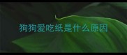 狗狗爱吃纸是什么原因
