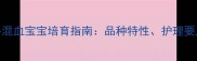 狼狗拉布拉多混血宝宝培育指南品种特性护理要点与市场前景全