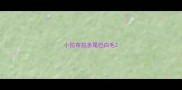 小拉布拉多尾巴白毛