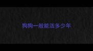 狗狗一般能活多少年