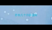 苏牧几个月能遛狗